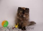 Aza - Persian Cat For Sale - Yucca Valley, CA, US