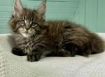 Ilker - Maine Coon Cat For Sale - Hollywood, FL, US