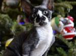 Renat - Devon Rex Cat For Sale - Norwalk, CT, US