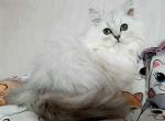 Snow Kitty - Scottish Straight Cat For Sale - Pembroke Pines, FL, US