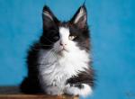 UA Mazurka Dandy - Maine Coon Cat For Sale - Brooklyn, NY, US