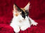 UA Mazurka Exotica - Maine Coon Cat For Sale - Brooklyn, NY, US