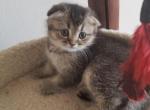 Mia - Scottish Fold Cat For Sale - Brooklyn, NY, US