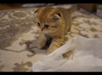 Boris - British Shorthair Cat For Sale - San Mateo, CA, US