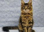 Edvard - Maine Coon Cat For Sale - Hollywood, FL, US