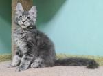 Berkut - Maine Coon Cat For Sale - Hollywood, FL, US