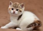 Olympia - British Shorthair Cat For Sale - Hollywood, FL, US