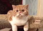 Mr Red - Exotic Cat For Sale - Hollywood, FL, US