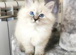 Simba - Siberian Cat For Sale - Miami, FL, US