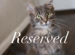 Mafia - Maine Coon Cat For Sale - NY, US