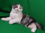 Gerda - Scottish Fold Cat For Sale - NY, US