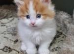 Siberian  female - Siberian Cat For Sale - New York, NY, US