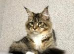 Veigela Ruby Queen - Maine Coon Cat For Sale - NY, US