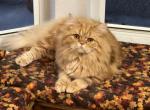 Thor - Scottish Straight Cat For Sale - Odessa, FL, US