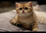 Beniya - British Shorthair Cat For Sale - San Mateo, CA, US