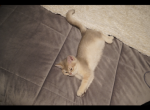 Aiya - British Shorthair Cat For Sale - San Mateo, CA, US