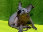 Fern - Sphynx Cat For Sale - Norwalk, CT, US