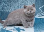 Vesnich - British Shorthair Cat For Sale - Miami, FL, US