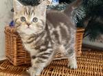 Milana Scottish straight - Scottish Fold Cat For Sale - Hollywood, FL, US