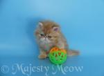 Portos - Persian Cat For Sale - Yucca Valley, CA, US