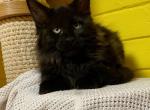 Katrin - Maine Coon Cat For Sale - Miami, FL, US