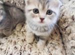 Siviya - Scottish Fold Cat For Sale - Miami, FL, US