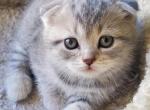 Stella - Scottish Fold Cat For Sale - Miami, FL, US