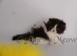 Benito - Persian Cat For Sale - Yucca Valley, CA, US