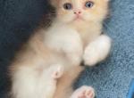 British male kitten - British Shorthair Cat For Sale - Orlando, FL, US