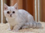 Gucci - British Shorthair Cat For Sale - NY, US