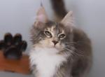 Sweetie - Maine Coon Cat For Sale - NY, US