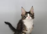 Maison - Maine Coon Cat For Sale - NY, US