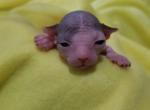 Ivy - Sphynx Cat For Sale - Rockford, IL, US