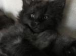 Arnie MCO n Black RESERVED by Minahil K - Maine Coon Cat For Sale - Chipley, FL, US