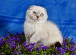 DaVinci - Scottish Fold Cat For Sale - NY, US