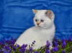 Dafna - British Shorthair Cat For Sale - NY, US