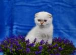 Dolli - Scottish Fold Cat For Sale - NY, US