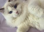 Neo - Ragdoll Cat For Sale - Miami, FL, US