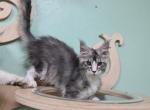 Cupcake - Maine Coon Cat For Sale - Hollywood, FL, US