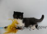 Latifa - Exotic Cat For Sale - Yucca Valley, CA, US