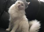Huge White kittens - Maine Coon Cat For Sale - OH, US