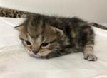 Black Classic Tabby Scottish Fold Boy - Scottish Fold Cat For Sale - Odessa, FL, US