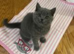 British short & Scottish Fold - British Shorthair Cat For Sale - Philadelphia, PA, US