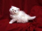 Show Quality of  Flamicee x The Holy Grail Baby B - Persian Cat For Sale - Cedar Rapids, IA, US