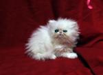 White female of Flamicee x The Holy Grail Baby C - Persian Cat For Sale - Cedar Rapids, IA, US