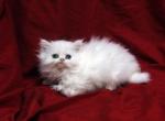 White  Aqua eyes by Bianca x Mr Bo Jangles Baby E - Persian Cat For Sale - Cedar Rapids, IA, US