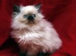 Show Q Seal Pt by Bianca x Mr Bo Jangles Baby G - Persian Cat For Sale - Cedar Rapids, IA, US