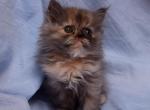 Torte by Bianca x Mr Bo Jangles Baby H - Persian Cat For Sale - Cedar Rapids, IA, US