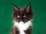 UA Mazurka Idjie - Maine Coon Cat For Sale - Brooklyn, NY, US