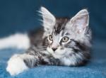 UA Mazurka Honey - Maine Coon Cat For Sale - Brooklyn, NY, US